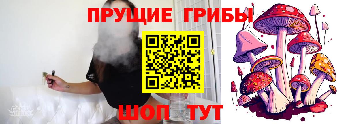 где продают   Вход с VPN  Тайшет  Галлюциногенные грибы Cubensis 